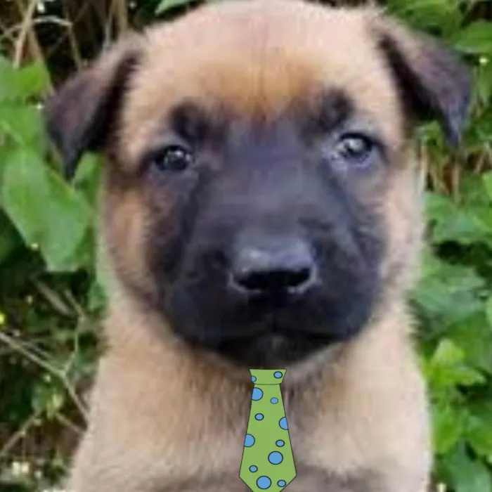 Cachorro ra a Pastor belga  idade 2 a 6 meses nome Thor 