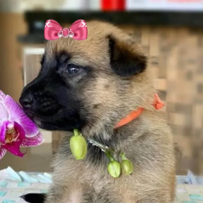 Cachorro ra a Pastor belga  idade 2 a 6 meses nome Sofia 