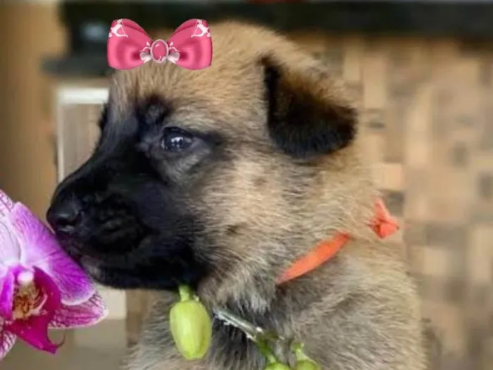 Cachorro ra a Pastor belga  idade 2 a 6 meses nome Sofia 