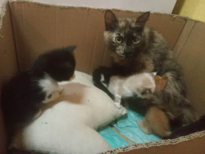 Gato raça Misturada idade 2 a 6 meses nome Gata