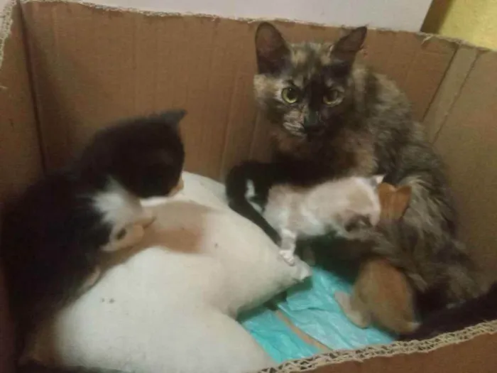 Gato raça Misturada idade 2 a 6 meses nome Gata