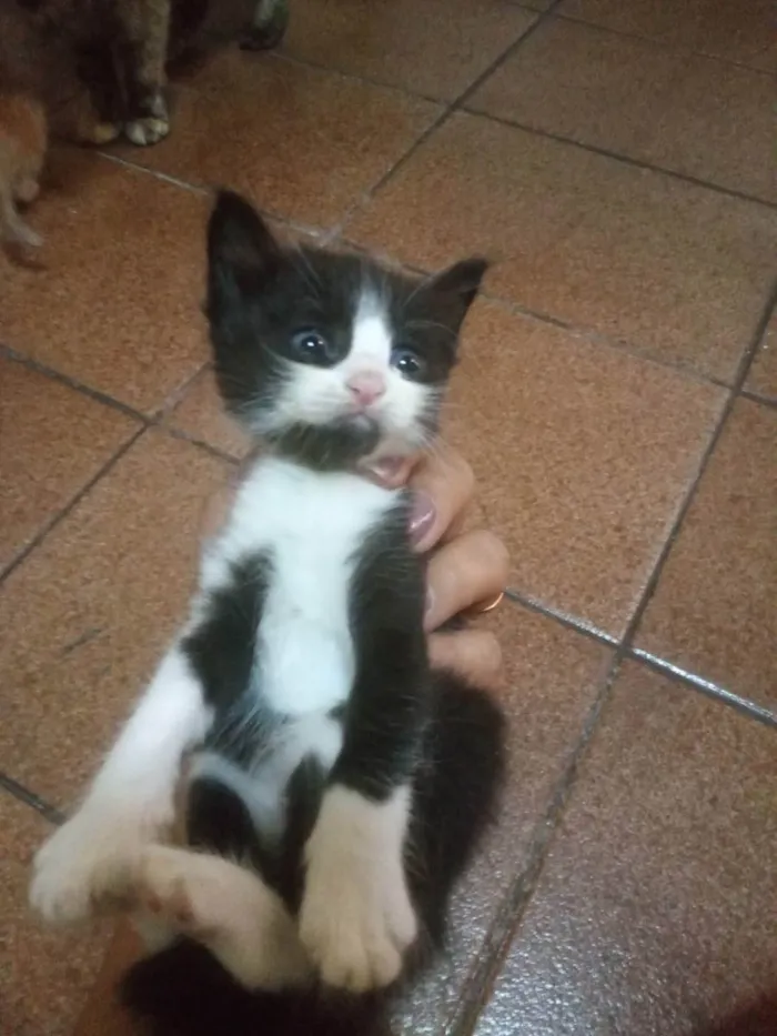 Gato raça Misturada idade 2 a 6 meses nome Gata