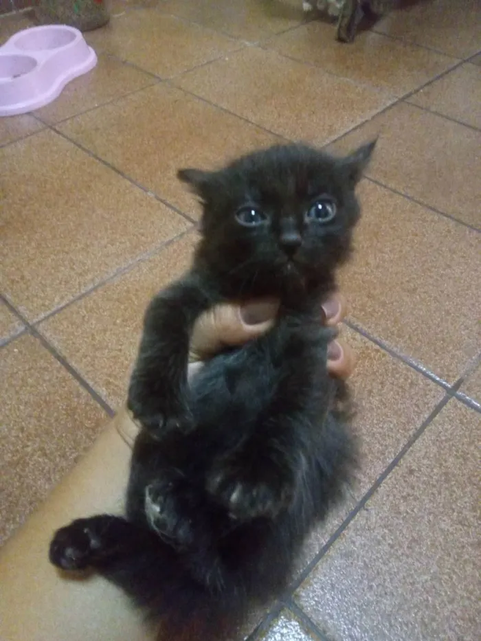 Gato raça Misturada idade 2 a 6 meses nome Gata