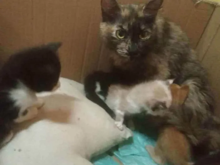 Gato raça Misturada idade 2 a 6 meses nome Gata