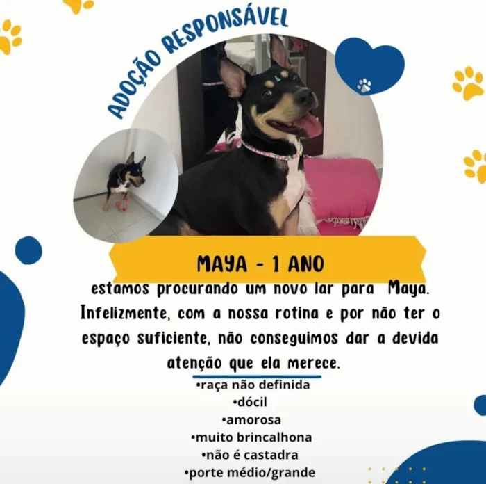 Cachorro ra a Sem raça definida  idade 1 ano nome Maya