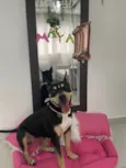 Maya