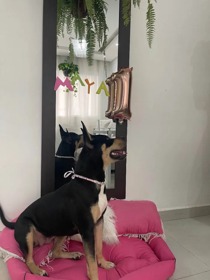Cachorro ra a Sem raça definida  idade 1 ano nome Maya