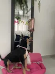Maya