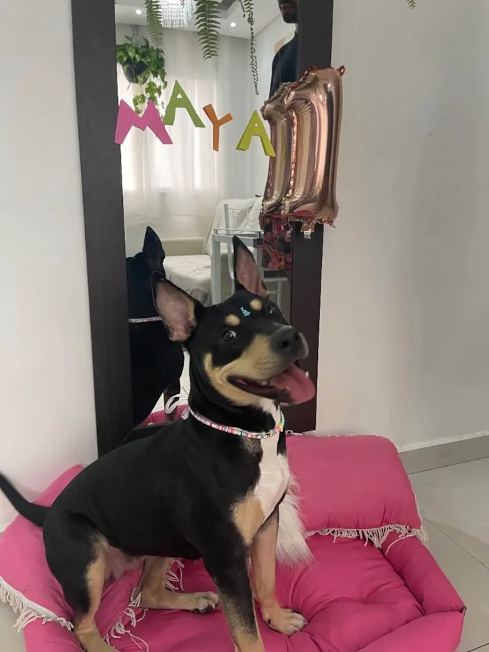 Cachorro ra a Sem raça definida  idade 1 ano nome Maya