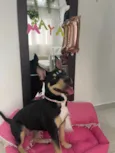 Maya