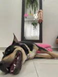 Maya