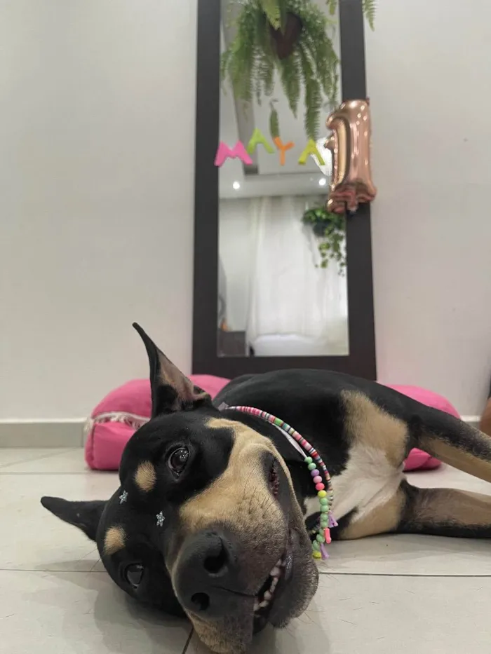 Cachorro ra a Sem raça definida  idade 1 ano nome Maya