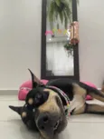 Maya