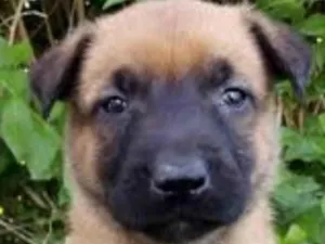 Cachorro raça Pastor belga  idade 2 a 6 meses nome Thor 