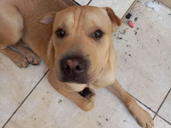 Cachorro ra a Pitbull com xarpei idade 1 ano nome Saimon