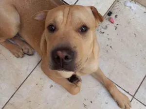Cachorro raça Pitbull com xarpei idade 1 ano nome Saimon