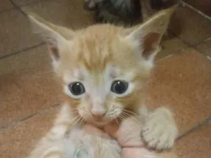 Gato raça Misturada idade 2 a 6 meses nome Gata