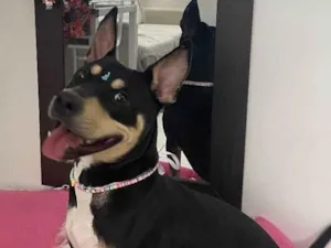 Cachorro raça Sem raça definida  idade 1 ano nome Maya