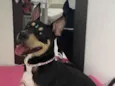 Maya