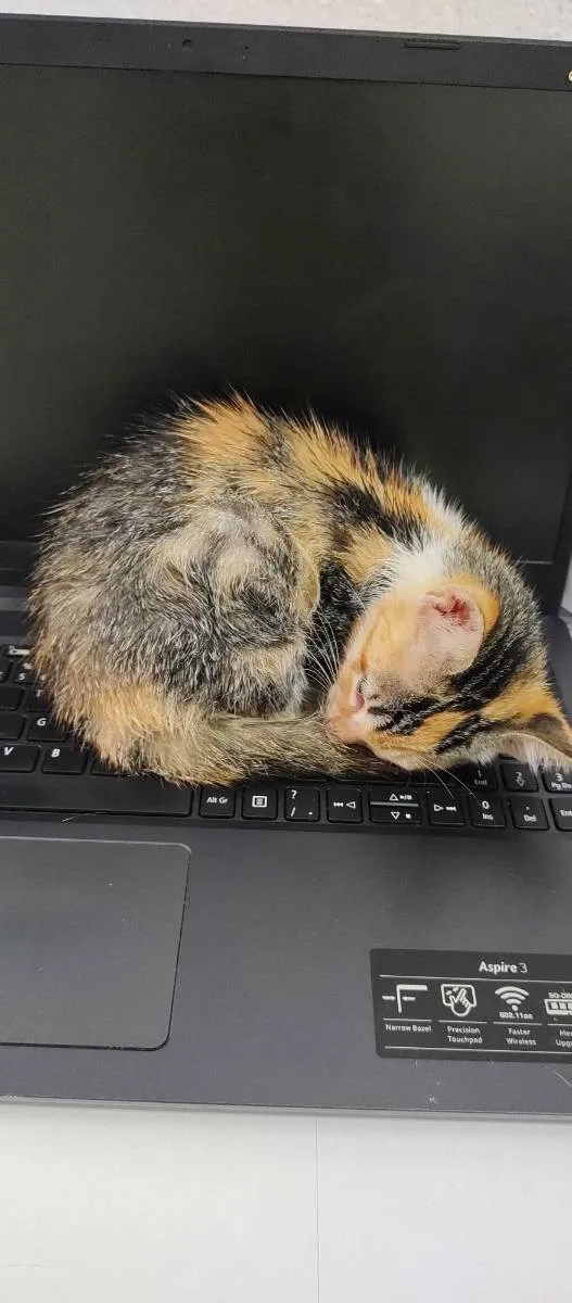 Gato ra a SRD idade Abaixo de 2 meses nome (Não possui nome)