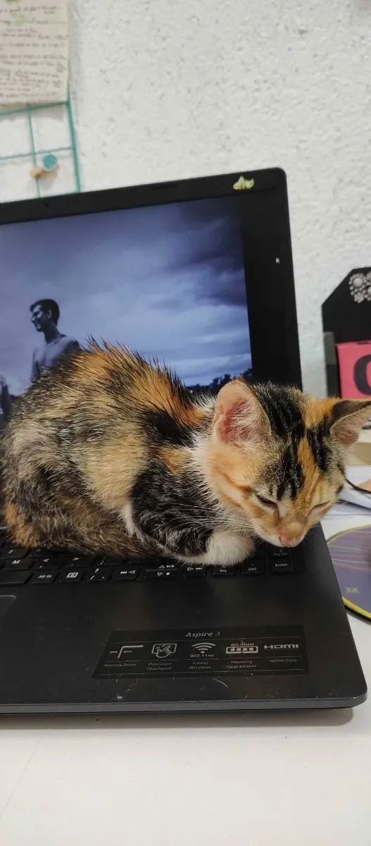 Gato ra a SRD idade Abaixo de 2 meses nome (Não possui nome)