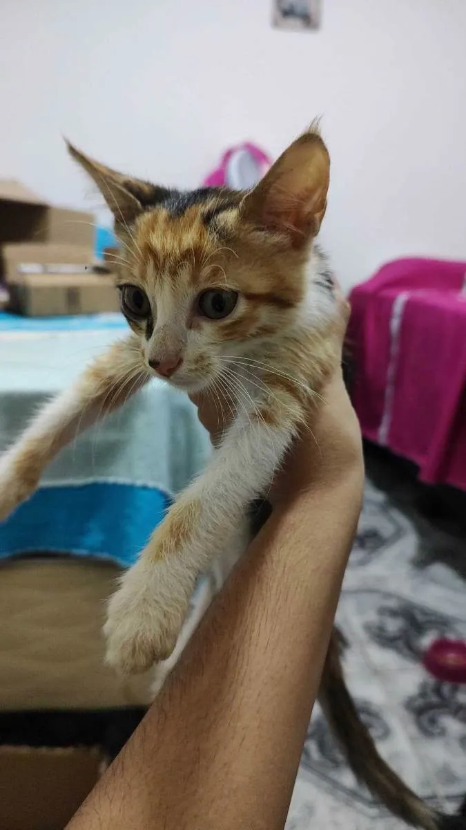 Gato ra a SRD idade Abaixo de 2 meses nome (Não possui nome)