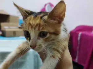 Gato raça SRD idade Abaixo de 2 meses nome (Não possui nome)