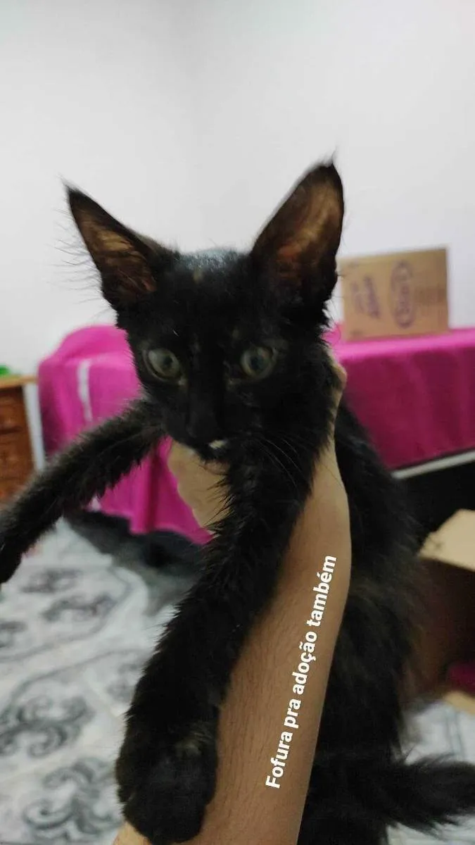 Gato ra a SRD idade Abaixo de 2 meses nome (Não possui nome)