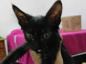 Gato raça SRD idade Abaixo de 2 meses nome (Não possui nome)
