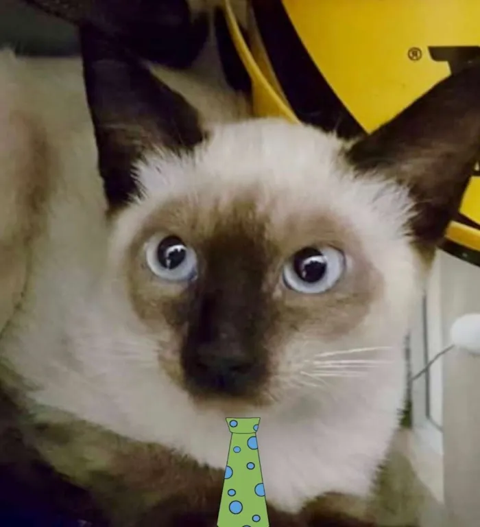 Gato ra a Siames  idade 2 a 6 meses nome Nick 