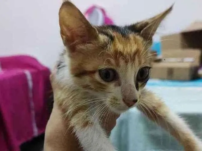 Gato ra a SRD idade Abaixo de 2 meses nome (Não possui nome)