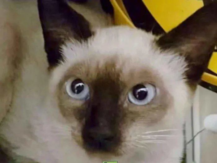 Gato ra a Siames  idade 2 a 6 meses nome Nick 