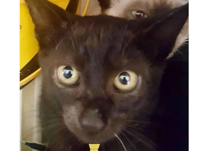 Gato ra a Mestiço  idade 2 a 6 meses nome Billy 