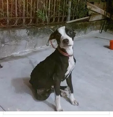 Cachorro ra a Pitbull  idade 2 a 6 meses nome Sem.nome