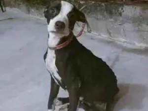 Cachorro raça Pitbull  idade 2 a 6 meses nome Sem.nome