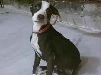 Cachorro ra a Pitbull  idade 2 a 6 meses nome Sem.nome