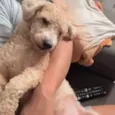 Junior 