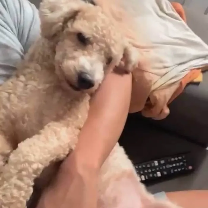 Cachorro ra a Poddle idade 2 anos nome Junior 