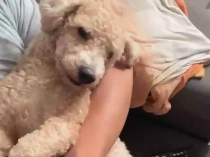 Cachorro ra a Poddle idade 2 anos nome Junior 