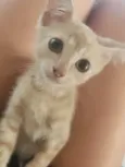 Paçoca