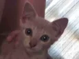 Paçoca