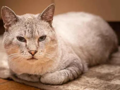 Gato raça SRD idade 5 anos nome Toquinho