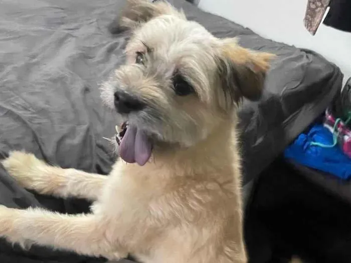 Cachorro ra a Não possui  idade 2 a 6 meses nome Pandora