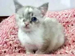 Gato raça SRD idade 2 a 6 meses nome Joyce