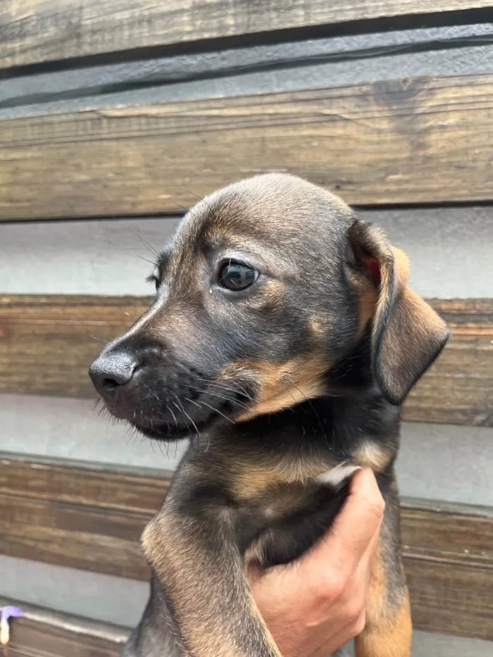 Cachorro raça SRD  idade Abaixo de 2 meses nome Sem Nome