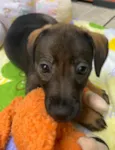 Cachorro raça SRD  idade Abaixo de 2 meses nome Sem Nome