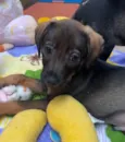 Cachorro raça SRD  idade Abaixo de 2 meses nome Sem Nome