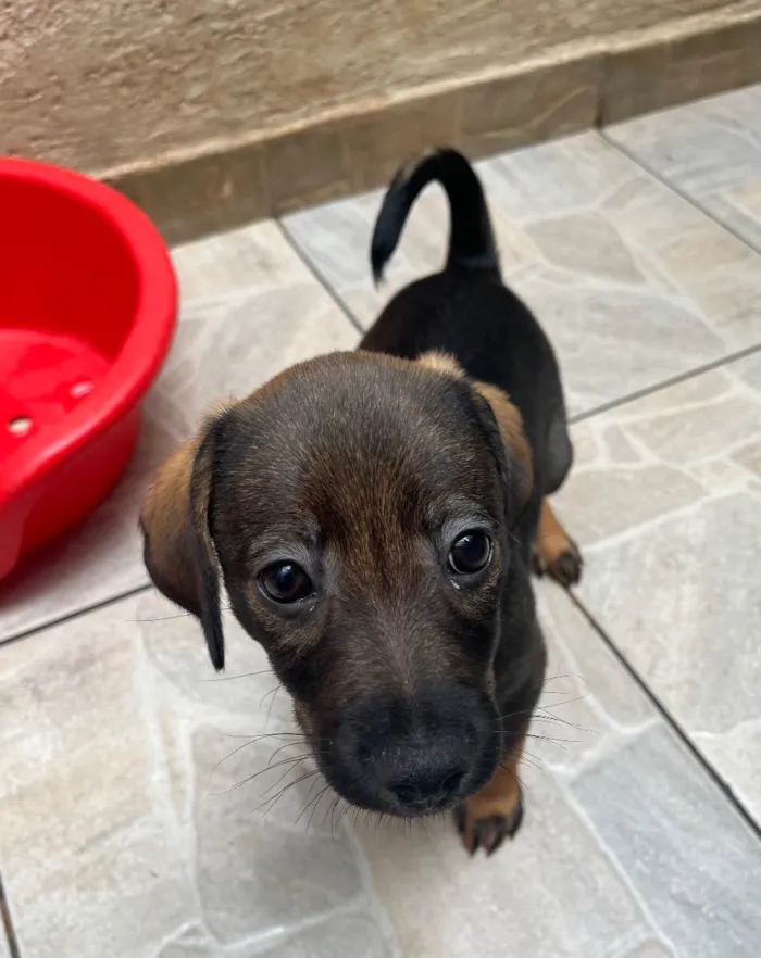 Cachorro raça SRD  idade Abaixo de 2 meses nome Sem Nome