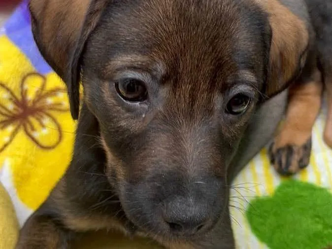 Cachorro raça SRD  idade Abaixo de 2 meses nome Sem Nome