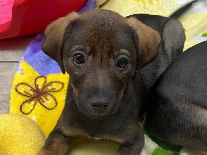 Cachorro raça SRD  idade Abaixo de 2 meses nome Sem Nome
